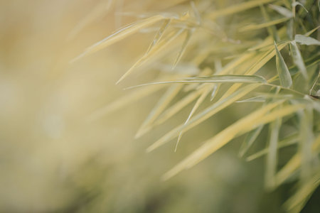 The image features a close-up view of vibrant green leaves, likely from a bamboo plant, bathed in...