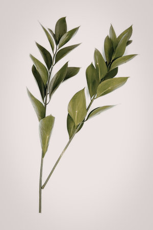 This image features a close-up view of a plant with vibrant green leaves against a plain white background, highlighting the plant's natural beauty.の写真素材