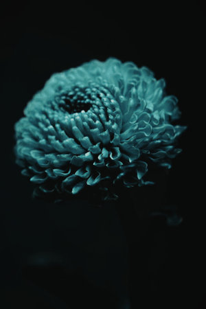 A teal-colored chrysanthemum in a dark background, showcasing its intricate petals.