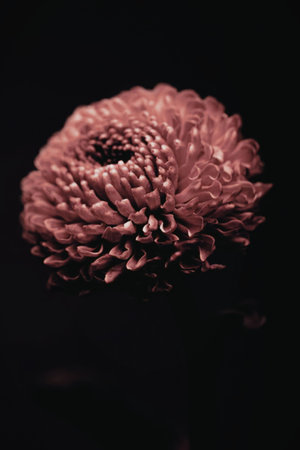 A close-up photograph of a pink chrysanthemum flower against a dark background, showcasing its...