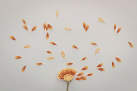 A vibrant orange flower with petals floating around it, set against a clean white background.