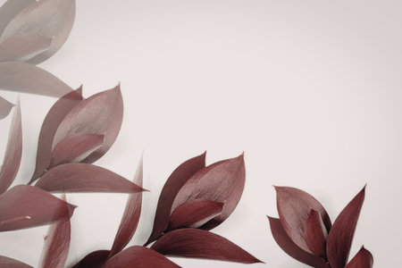 A close-up of red leaves on a white background, showcasing their vibrant color and detailed texture.