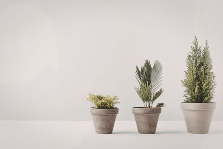 Three small potted plants with different leafy greens on a plain white background