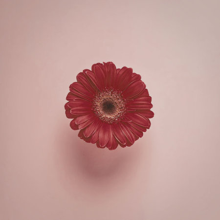 A stunning overhead view of a single vibrant red gerbera flower against a soft pink background,...