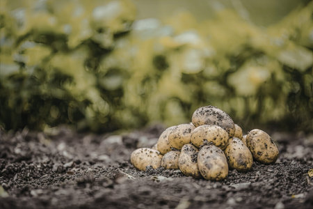 Freshly harvested potatoes are piled on dark soil with lush green leaves visible in the blurred...
