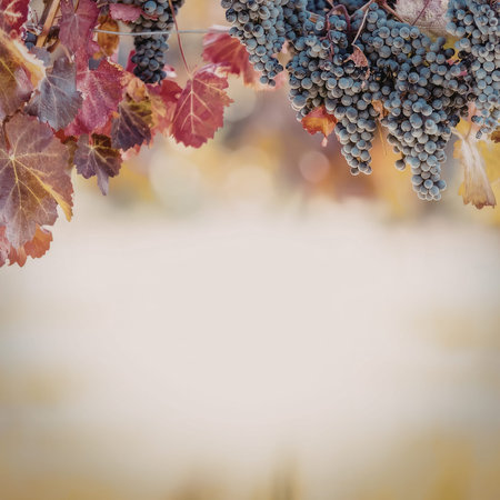 Ripe blue grapes hang from vines surrounded by autumn leaves in a vineyard during harvest season with warm sunlight on the colorful foliage.の写真素材