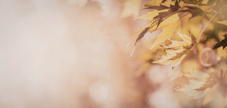 Soft focus image of yellow and orange autumn leaves on a blurred background evoking a sense of warmth and coziness during the fall season.の写真素材