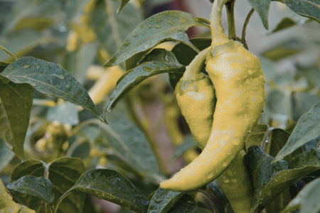 Yellow peppers hang from a lush green pepper plant with water droplets on the leaves, showcasing a...