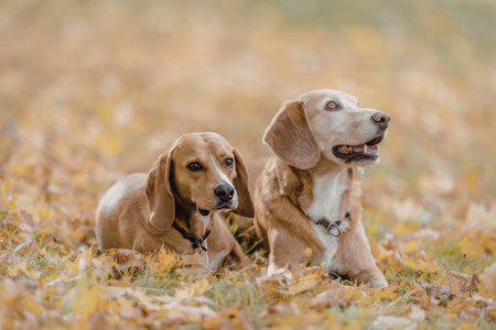 Two basset hound dogs resting together on a bed of autumn leaves in a vibrant outdoor setting.の写真素材