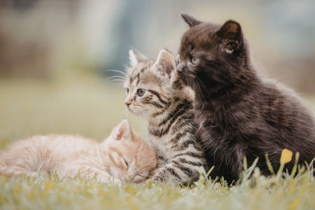 Three kittens rest and play together in a lush green grassy field on a sunny day surrounded by...