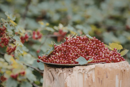 Freshly harvested red currants overflowing from a metal bowl placed on a wooden stump surrounded by...