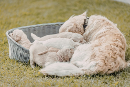 Mother dog tenderly nurses her adorable puppies as they lie beside a wicker basket in a lush green...