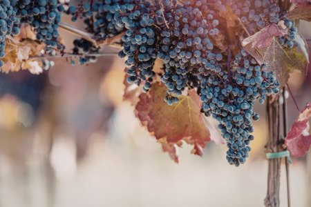 Ripe purple grapes hang from a vine surrounded by autumn leaves in a vineyard, ready for harvest in...