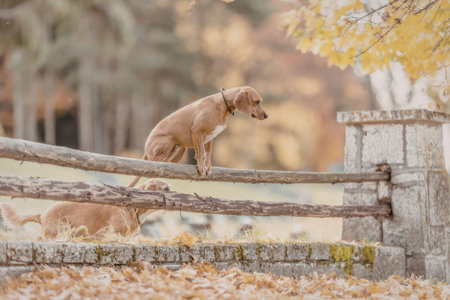 Two brown dogs playfully balancing on a weathered wooden fence surrounded by fallen autumn leaves...