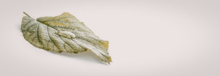Fresh green leaf with visible veins and a dewdrop on a clean white background, symbolizing nature...