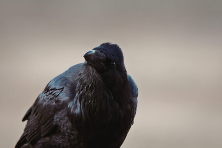 Close-up of a black raven bird with glossy feathers in a natural outdoor setting