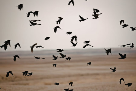 A natural scene of black birds in flight over a green field under a cloudy sky.