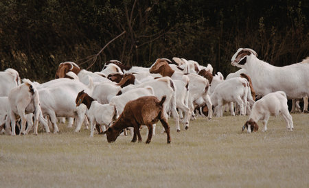 A peaceful scene of goats grazing on lush green grass in a natural setting.