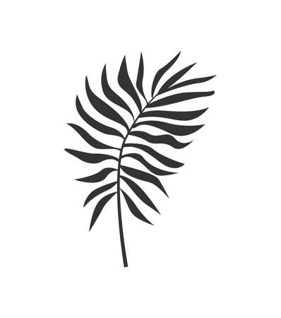 Palm leaf silhouette. Tropical plant leaf in simple style.のイラスト素材