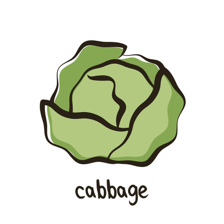 Cabbage vector icon in simple style. Head of cabbage in cartoon style. Fresh green vegetable pictogram. Vector illustration.のイラスト素材