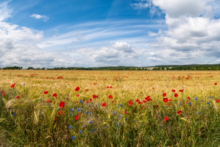 Corn field with poppies and cornflowersの写真素材