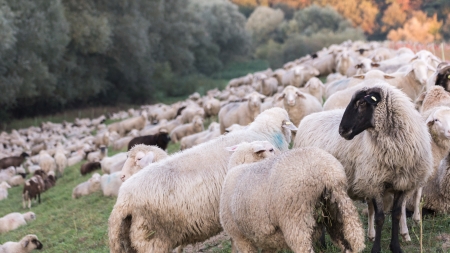 Flock of Sheep on a Dikeの写真素材