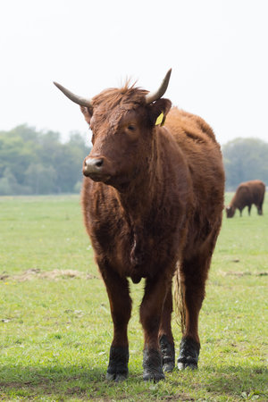 Cow looking into the camera