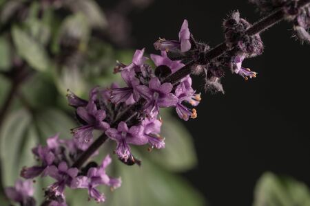 A Closeup of a Red Basil Plantの写真素材