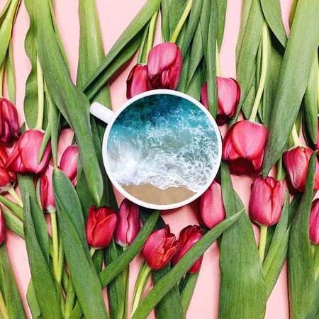 pink tulipsの写真素材