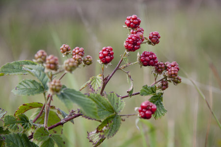 Raspberry