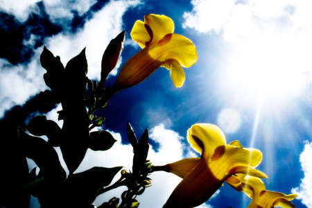 Flowers in the sunの写真素材