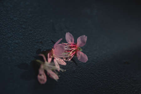 Wild Himalayan Cherry, Doi Inthanon National Park, Chiang mai, Thailand.の写真素材