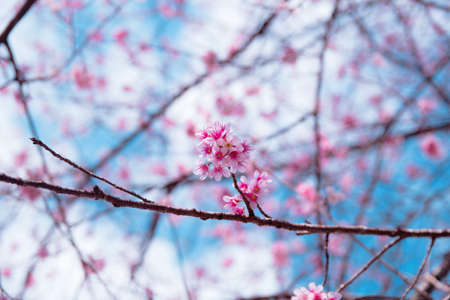 Wild Himalayan Cherry, Doi Inthanon National Park, Chiang mai, Thailand.の写真素材