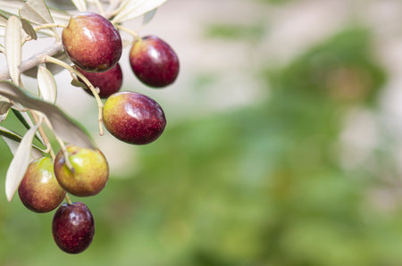 Olives are about to ripen and will be harvested soonの写真素材