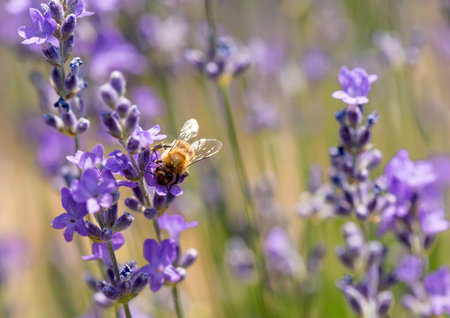 Bee collecting pollen from lavender flowerの写真素材