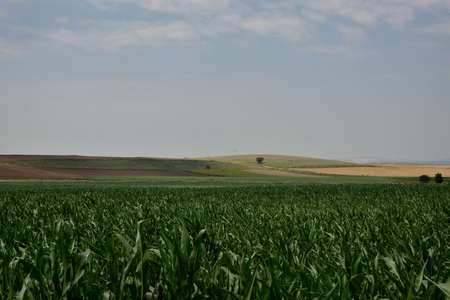 Crops in the field, plainの写真素材