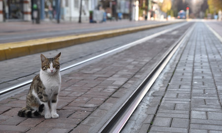 Cat standing empty street due to curfewの写真素材