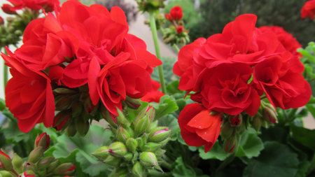 geraniums