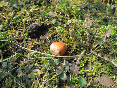 Hazel has survived the winter