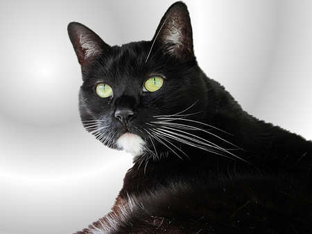 Cat on neutral backgroundの写真素材