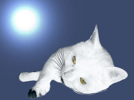 Cat lying - on blue underground - artisticallyの写真素材