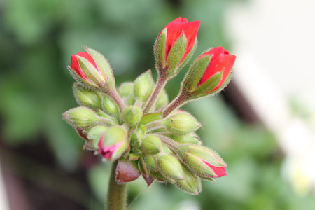 A geranium flower