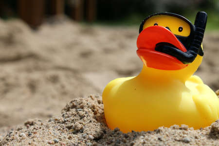 Duck swimming in the sand - holidayの写真素材