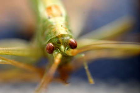 Insect - Macro
