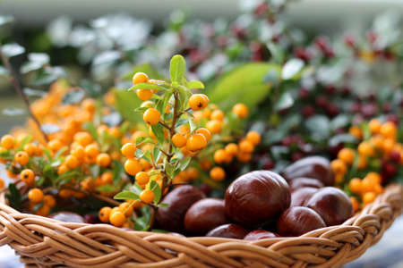 Sea Buckthorn   Chestnutsの写真素材