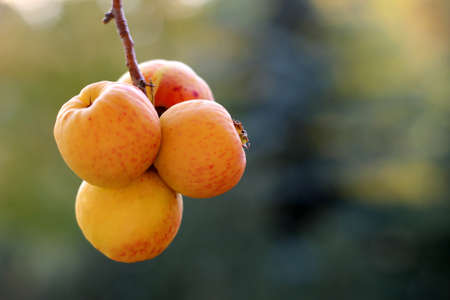 Fruit on the bushの写真素材