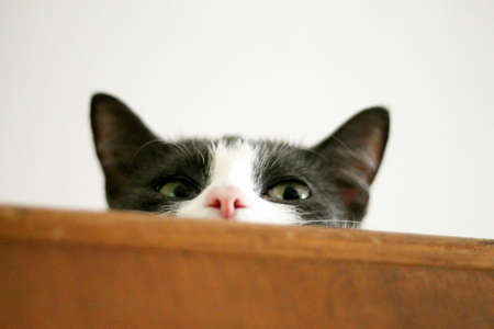 Cat on cupboardの写真素材
