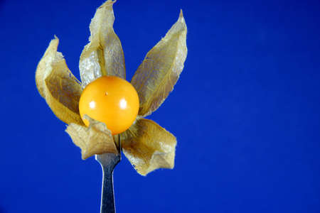 Physalis on a blueの写真素材