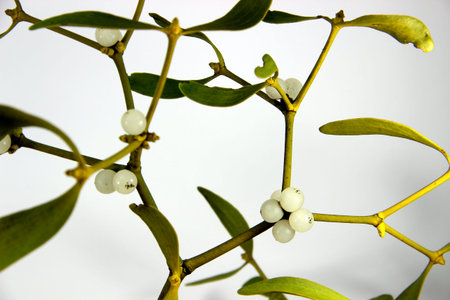 Mistletoe with fruit