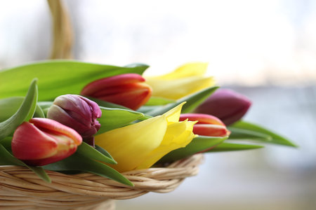 Tulips in the basket